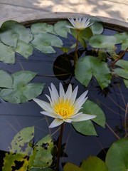 White water lilies in the pondd