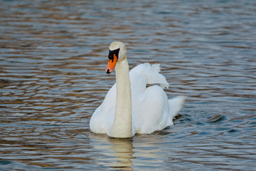 swan on the water