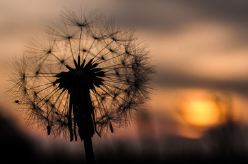 dandelion at sunset - macro shot