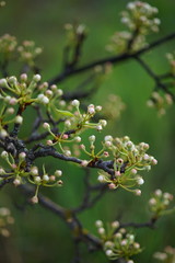Pear tree branch close up with small white blooming buds. Nature in spring.