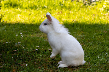 Zwerkaninchen