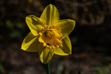 yellow narcissus, yellow daffodil, macro in spring