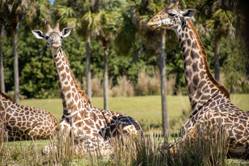 Giraffes sitting and relaxing in the sun
