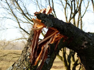 Broken plum tree branch in the orchard after the storm