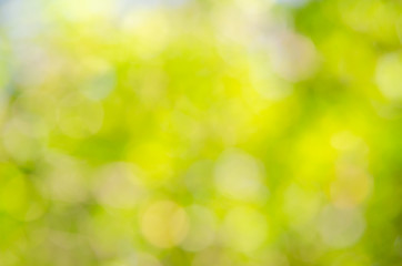 Obraz premium abstract bio green blur nature background trees lush foliage in the park at morning with sunlight.