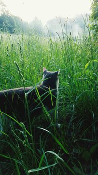 Cat Standing In Tall Grass