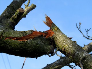 Look at the broken plum tree branch in orchard after the storm