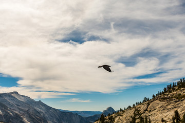 Fototapeta na wymiar Crow flies over the landscape seen from Olmsted Point in Yosemite National Park, California, USA