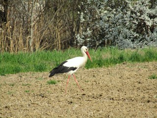 Stork gracefully walks the field watching the environment and looking for food