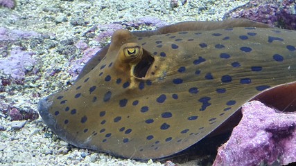 tropical fish in aquarium