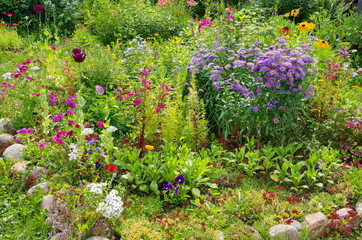 Fototapeta na wymiar Bright decorative flowers on a flower bed in the garden