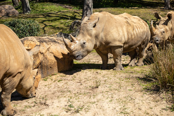 Rhinoceros standing and grazing during the day