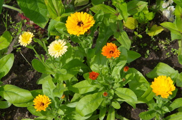 Blooming calendula (lat. Calendula officinalis) on a flower bed in the summer garden