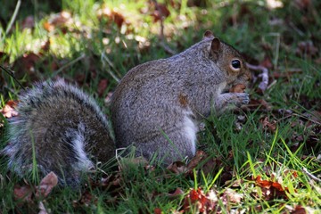 Squirrel