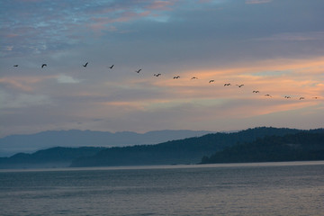 Stormo in volo al l'alba