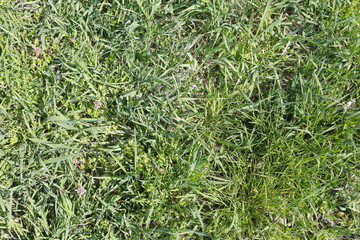 green grass background