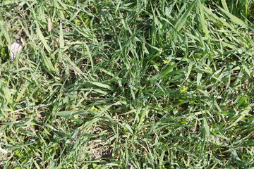 green grass background