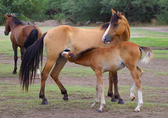 Obraz na płótnie Canvas Mother & Baby Wild Horses