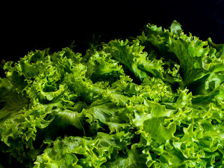 Hoja de lechuga verde