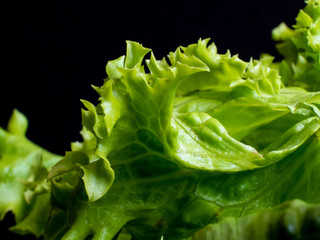 Hoja de lechuga verde