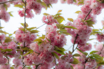 kirschbaum