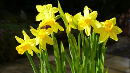 Narzisse, Osterglocke, mit Biene