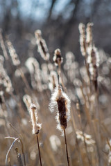 Thickets of cattails in early spring against the background of trees. Fluffy cattail. The contour.