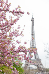 Fototapeta na wymiar Cherry tree blossoms with eiffel tower in Paris
