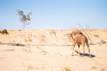 sahara