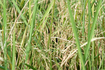 Organic Rice Field