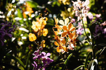 Yellow Orchid With Rim Light