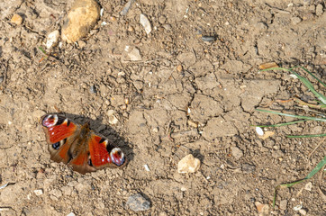 Close up high angle view of Peacock Butterfly