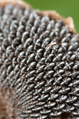 Dried Sunflower Seeds, Flowers  Pile of sunflower seed