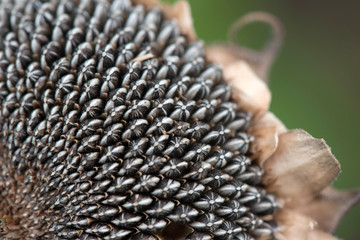 Dried Sunflower Seeds, Flowers  Pile of sunflower seed