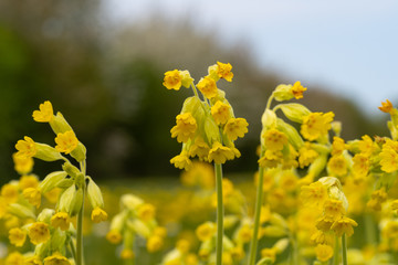 Close Up Low Angle View of Yellow Flowering Cowslips n Green Grass Field