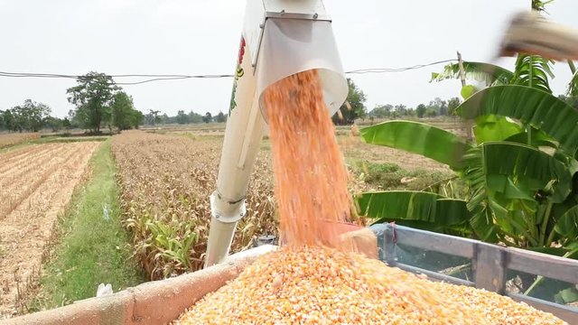 Pouring corn grain into tractor trailer after harvest