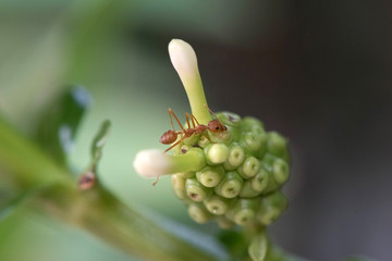 Red fire ant worker on tree. closeup