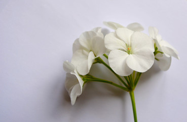 Fototapeta na wymiar White Pelargonium flowers on a white background in isolation. Beautiful elegant composition. Top view. Minimal art