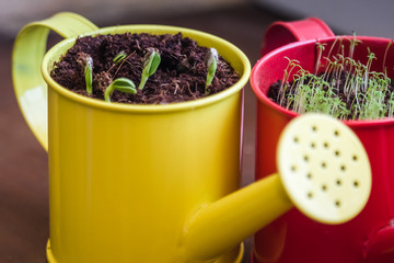 Gros plan de deux petits pots de plantes en germe