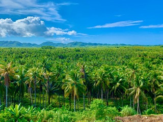 Fototapeta na wymiar field of coconut trees