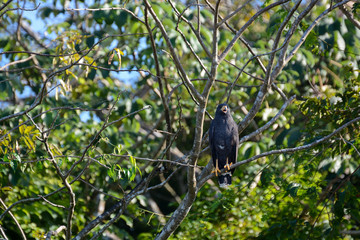 Aquila nera