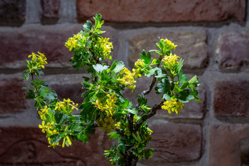 the first green leaves and fowers, the awakening of nature in the spring