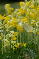 Close Up Low Angle View of Green Vein Butterfly on Yellow Cowslip Flower Camouflage Texture