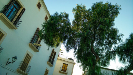 Courtyard with eucalyptus tree in Ibiza town Eivissa, Spain