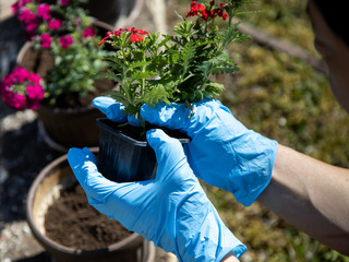 Spring,transplanting flowers in the domectic garden