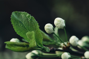 Branch tree with white bud
