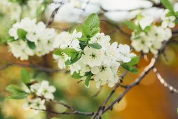 Branch blossoming plum tree with white flowers