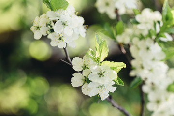 Branch blossoming plum tree with white flowers