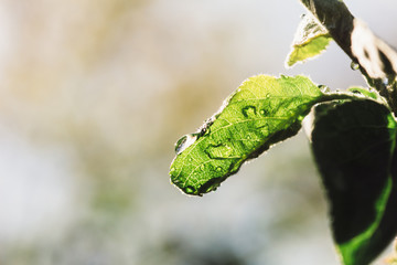 Drops of water on the leaves after the rain