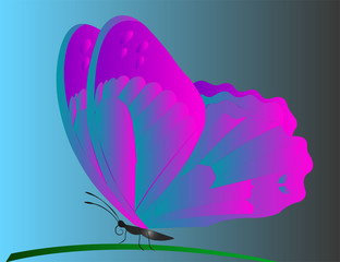 Butterfly vector illustration. Isolated on blue background. 